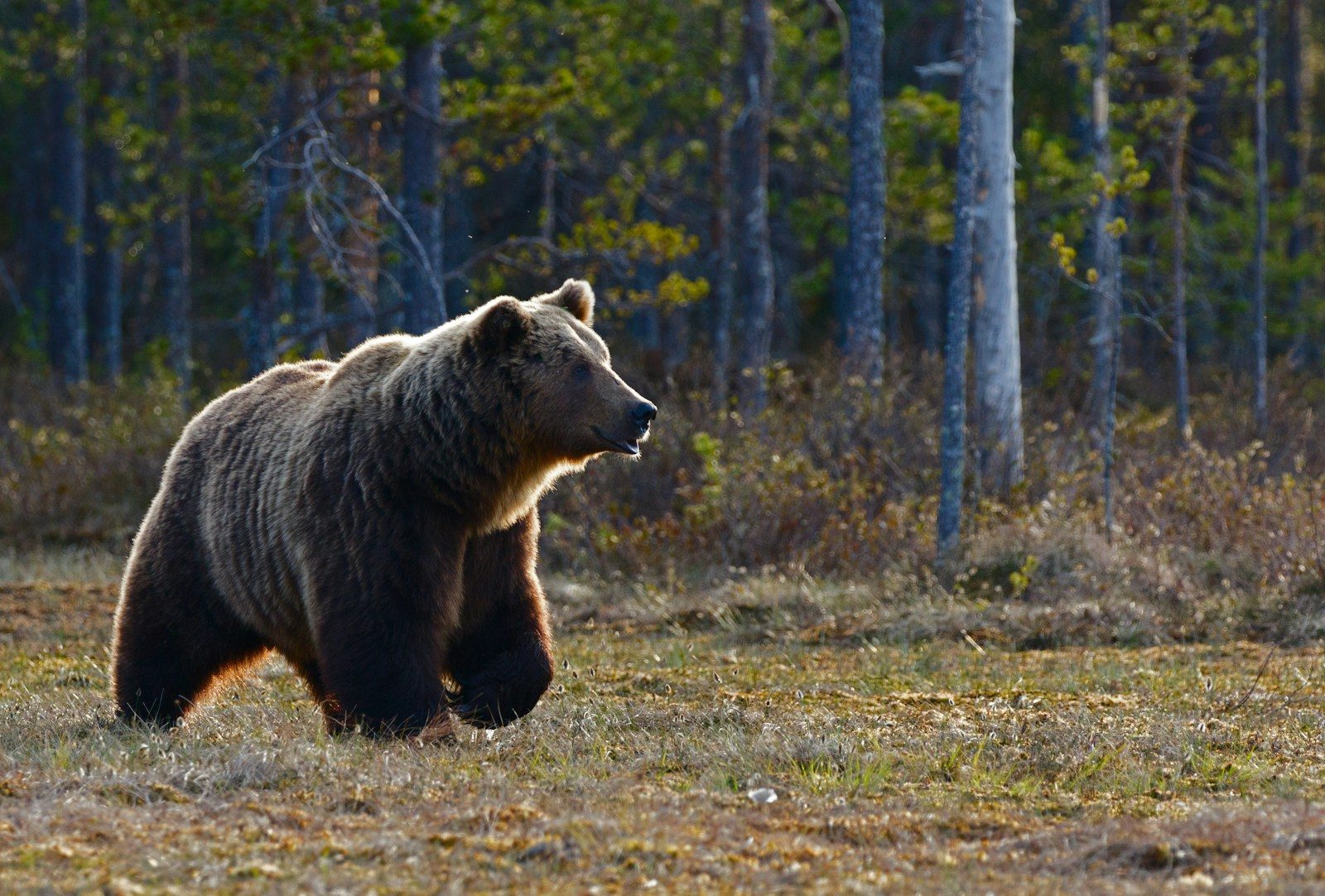 Why did this black bear ignore every warning to stay away?