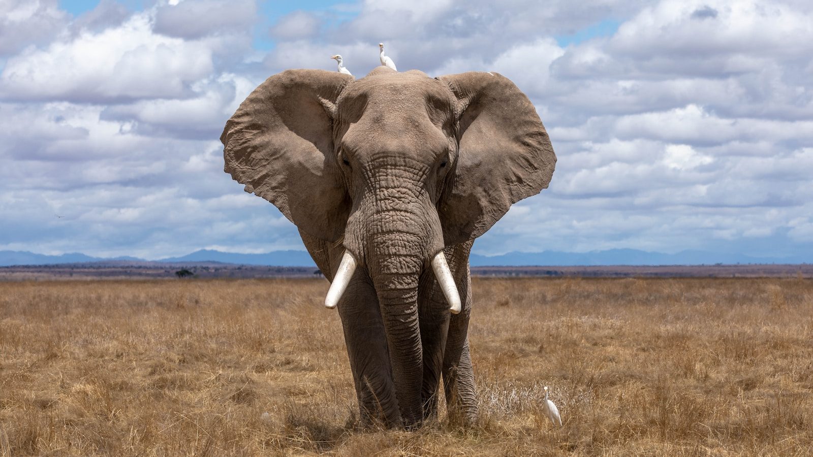 Can wild elephants really remember people after more than a decade?