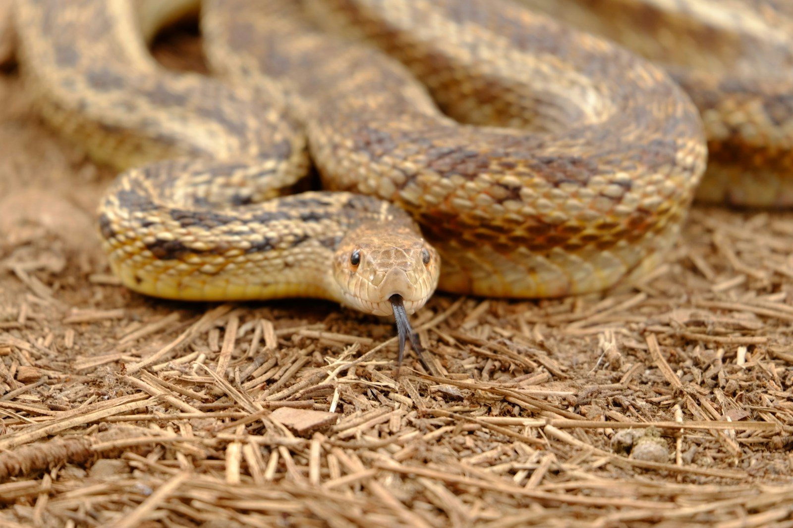 Nearly 900 snakes escaped into a flooded Chinese village after Typhoon Maysak