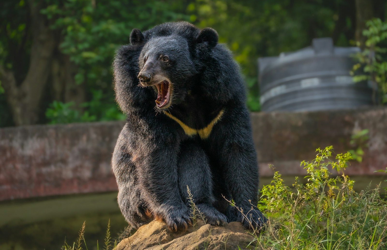 Dog and bear meet in dramatic encounter outside Colorado home