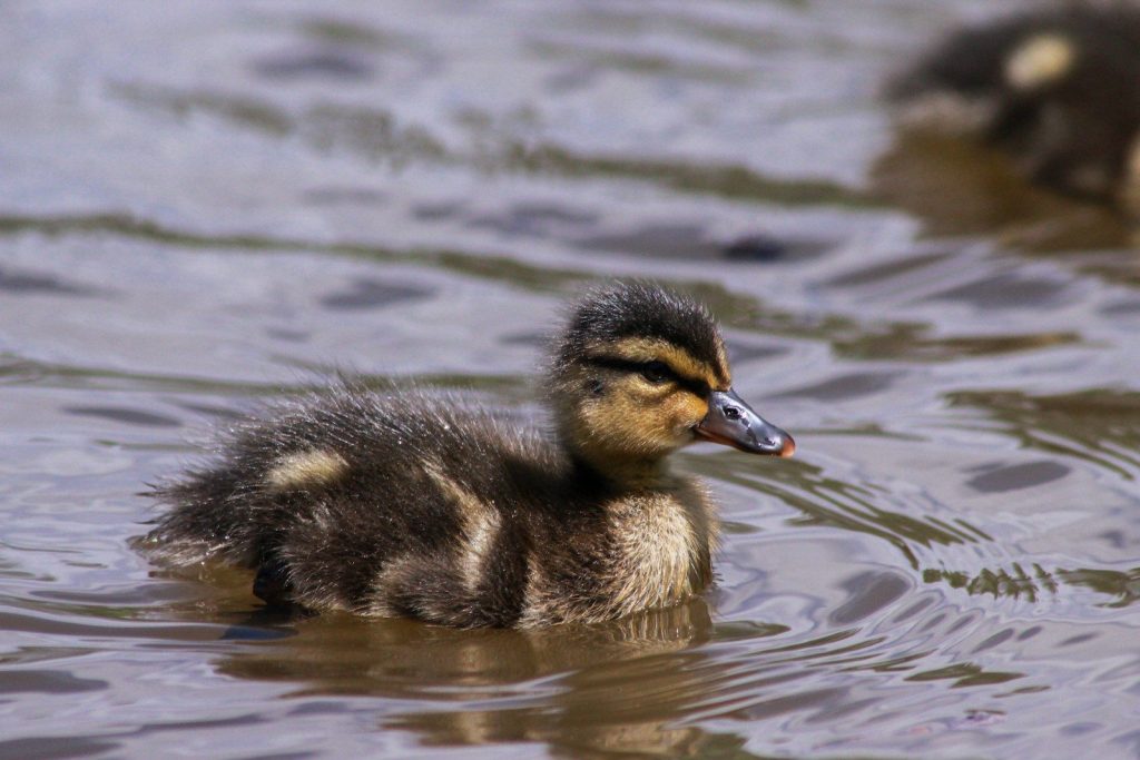 yellow black duckling in body of water