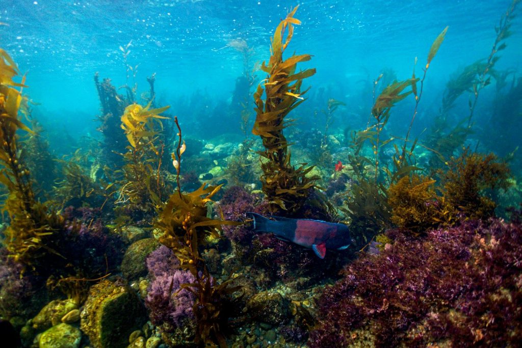 Underwater kelp forest and marine life.