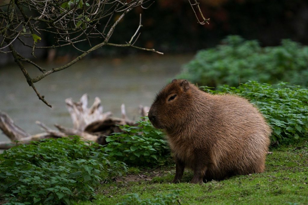 A capybara is sitting on the grass by the water