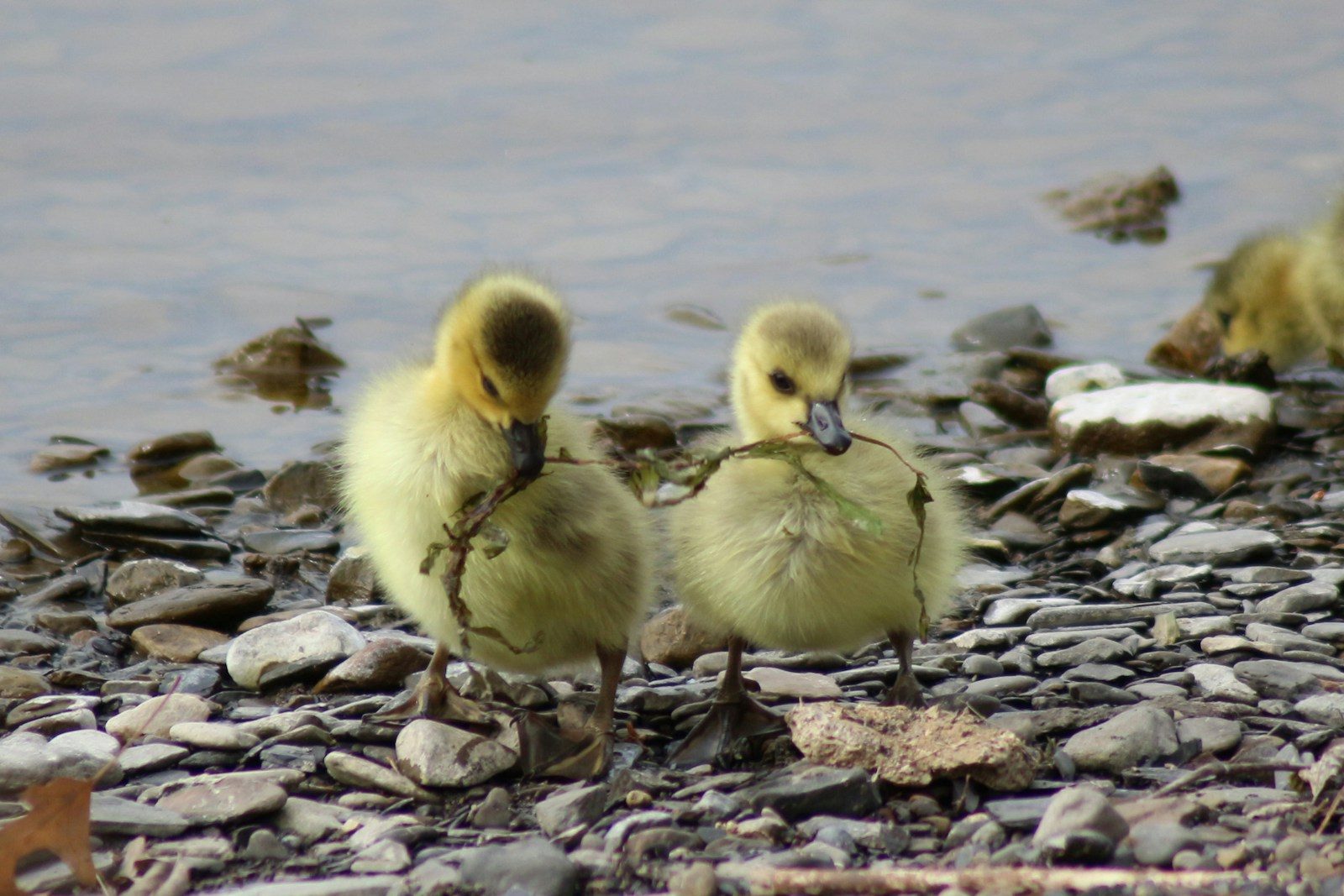 Two abandoned ducklings were rescued just hours before a storm