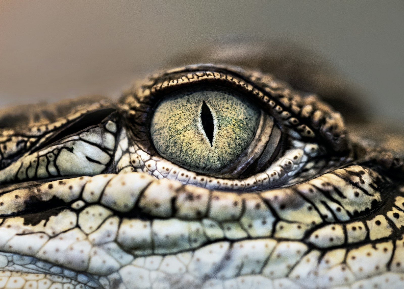 Scientists solve the mystery of a 3,000-year-old crocodile mummy