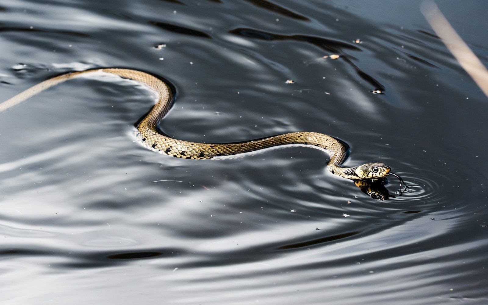 Some Alabama waters are known for snakes, and here’s what to expect