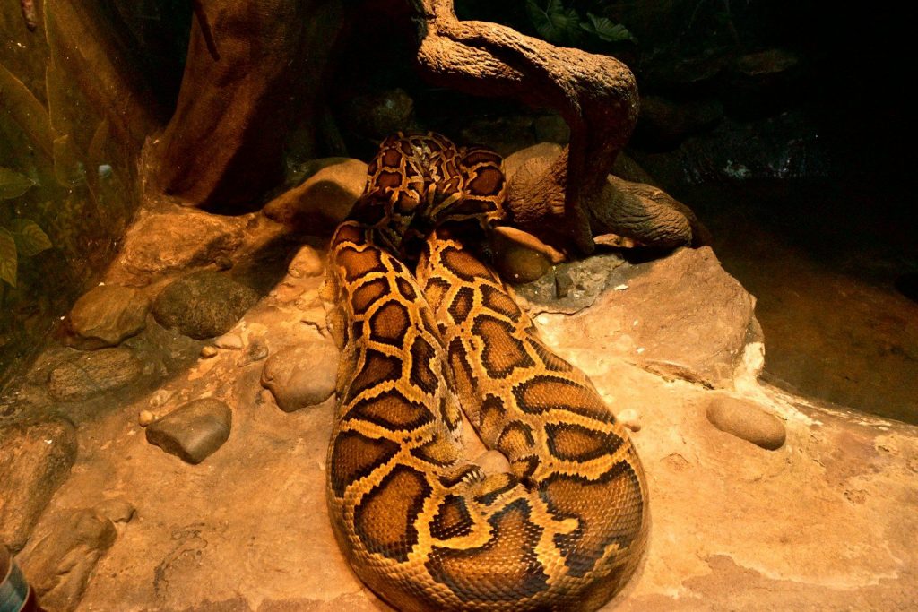 A patterned python snake coiled on brown rocks.