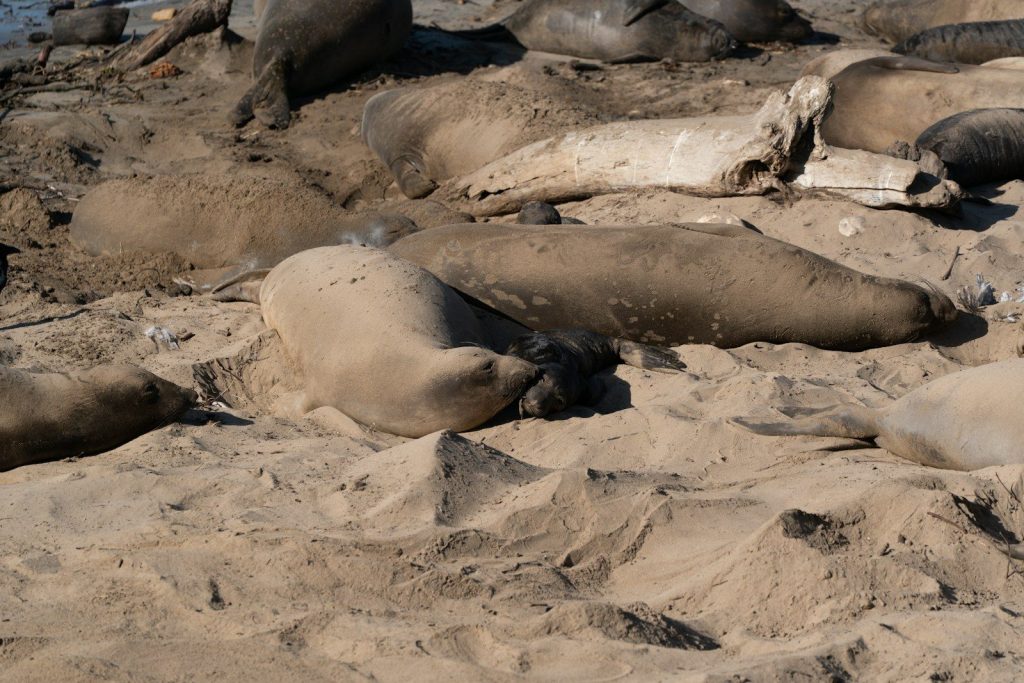 A group of elephant seals resting on a sandy beach.