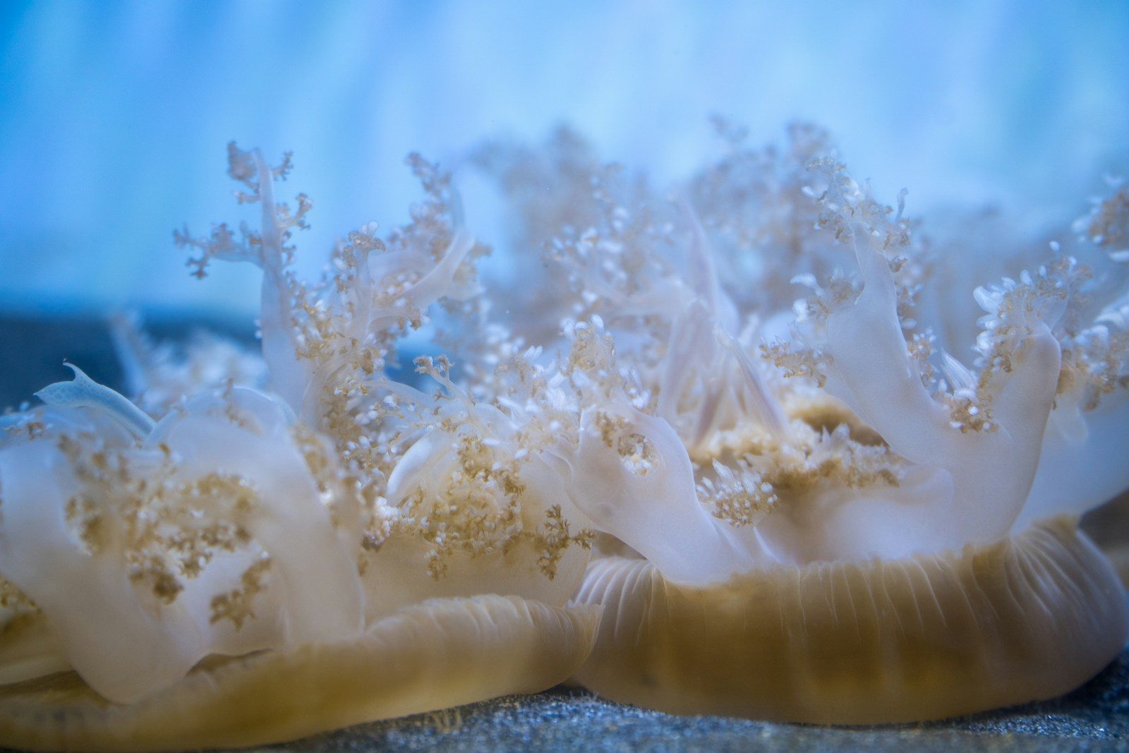 Scientists discover strange deep-sea animals thriving nearly 10,000 meters below the Pacific