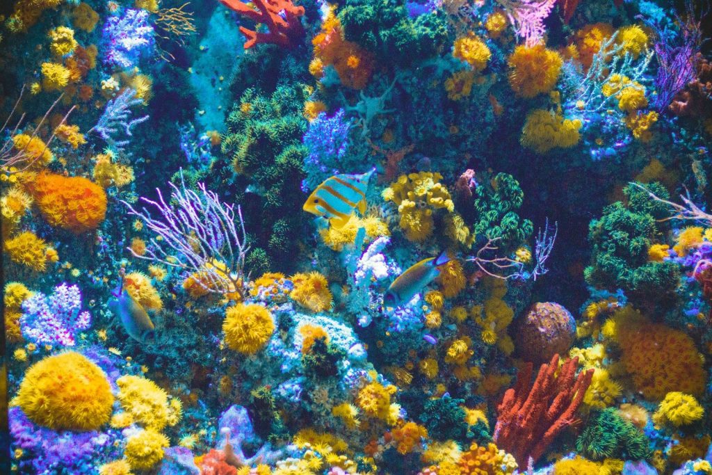 Coral reefs