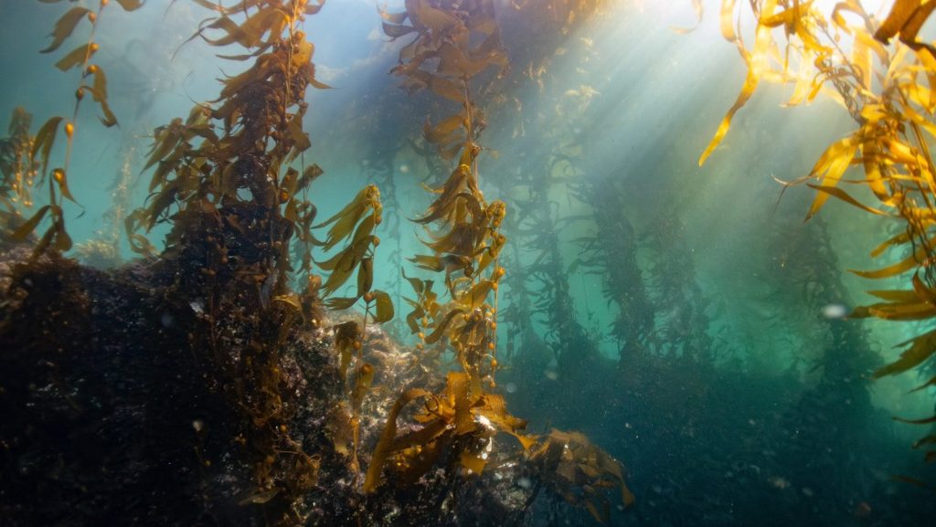 Kelp forest underwater with sunlight beams.