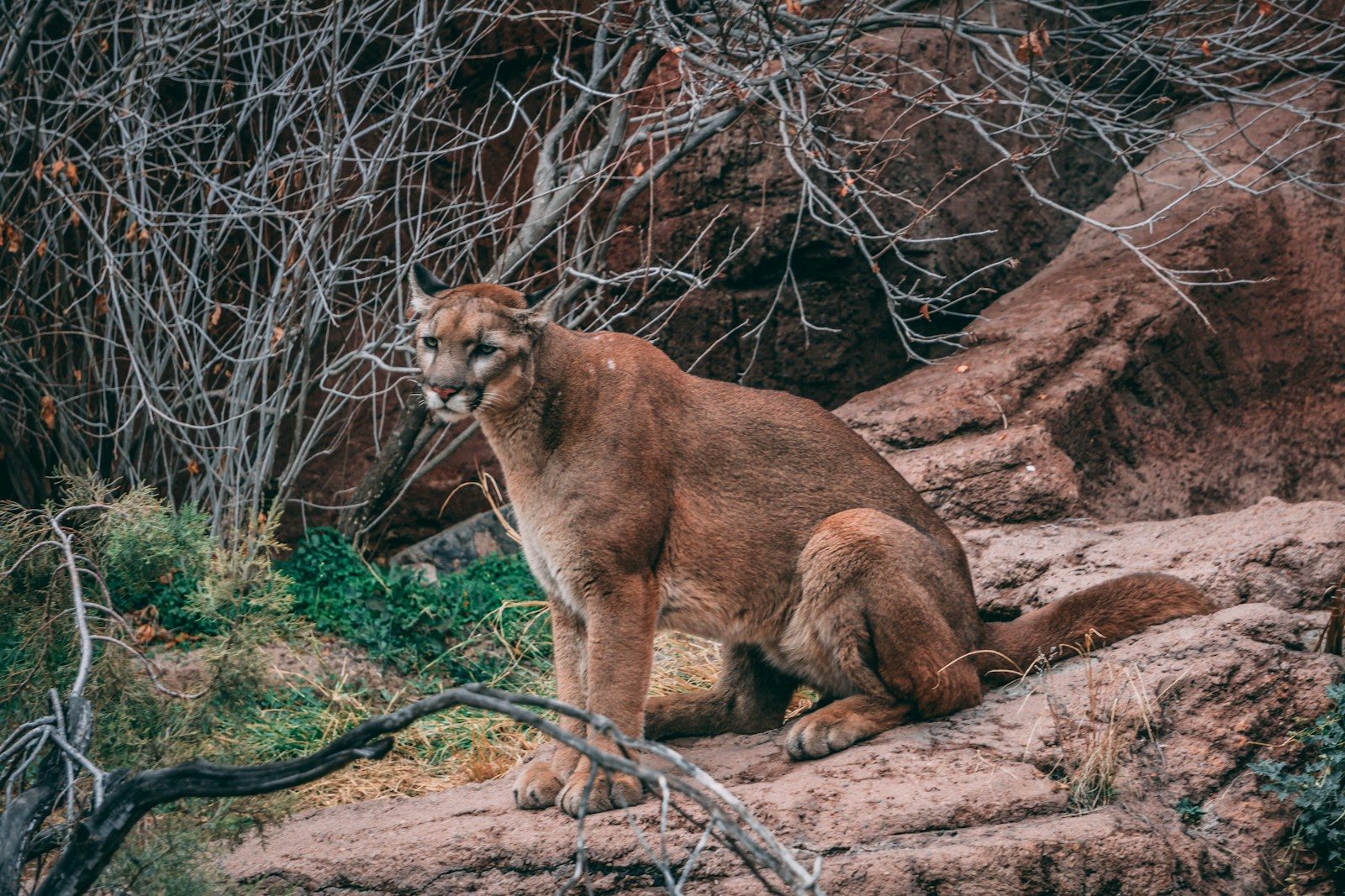 The 6 US states where mountain lion sightings are most likely to happen