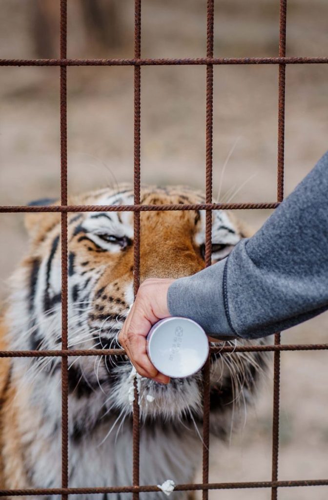 a tiger in a cage being fed by a person
