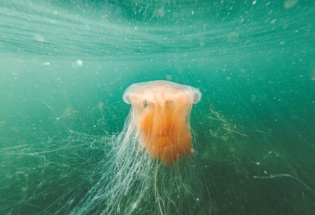 Orange jellyfish with long tentacles in clear green water.