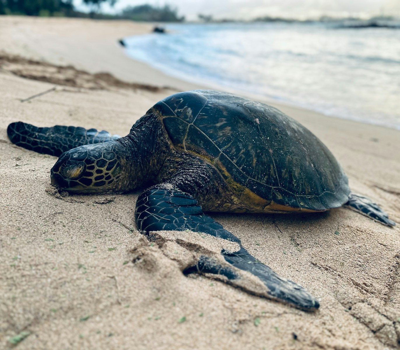 Rescue effort saves trapped green sea turtle off Sicily’s coast