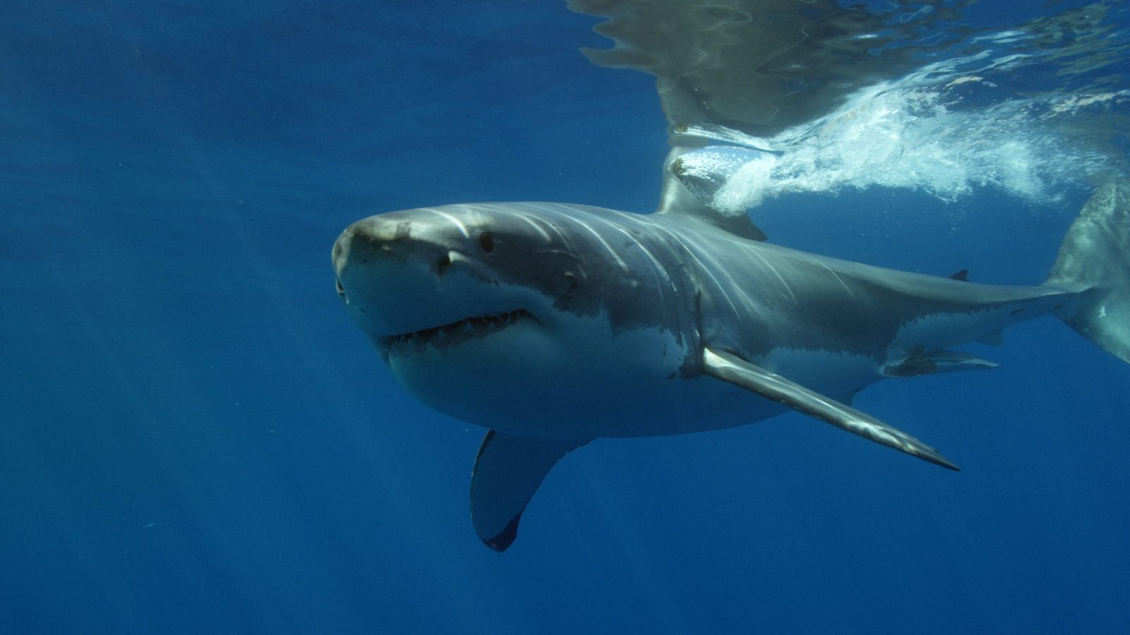 A 10-foot great white shark approaches swimmers off Southern California