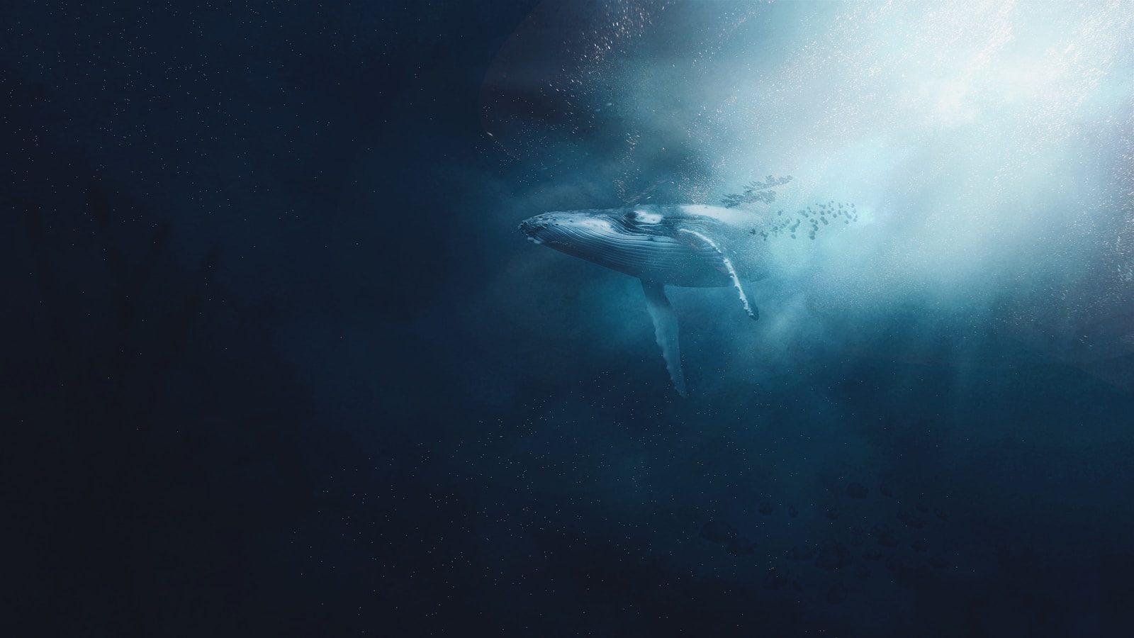 The astonishing encounter between a great white shark and a giant humpback whale