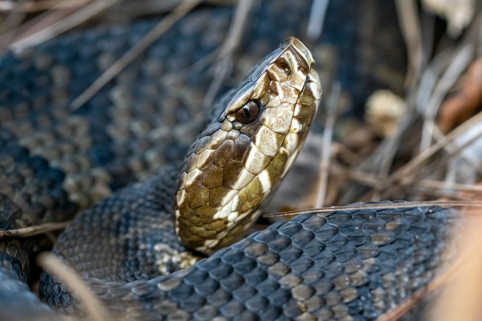 Florida Everglades crews use spear fishing to remove invasive pythons