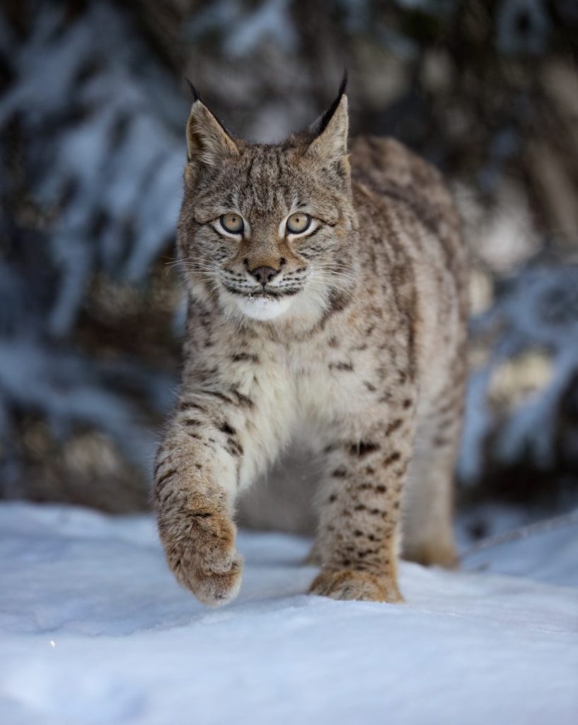 A lynx walking across a snow covered field
