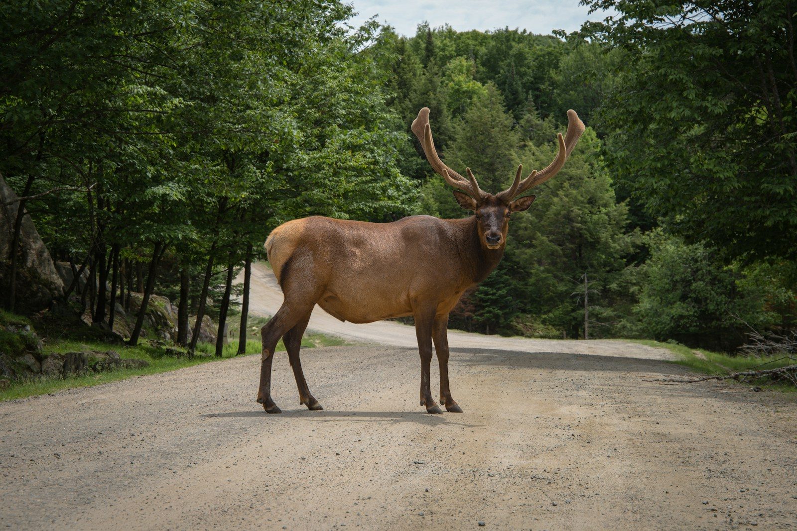 Farmer saves stranded 800-pound moose on busy highway