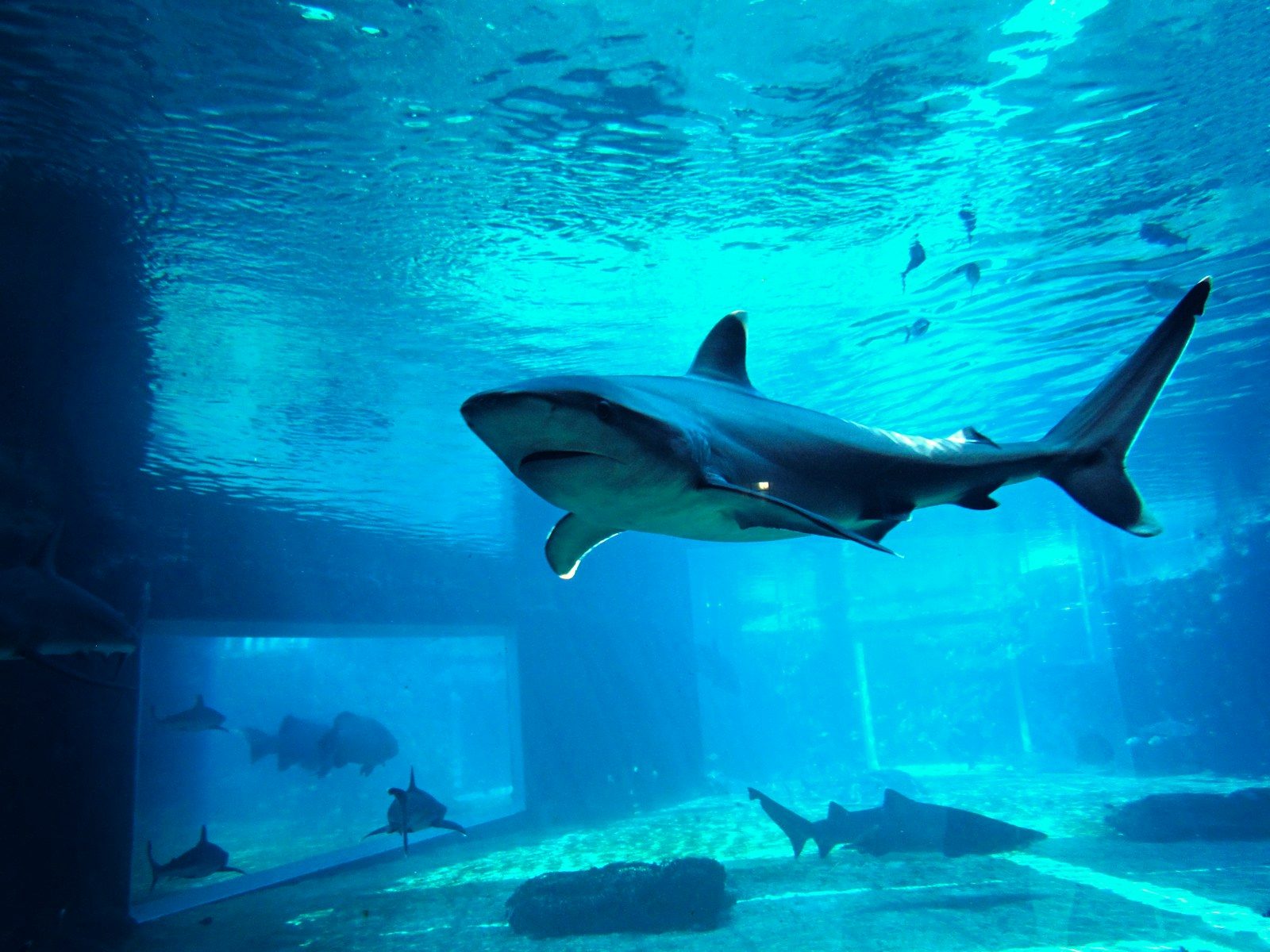 A closer look at the Bahamas shark attack incident