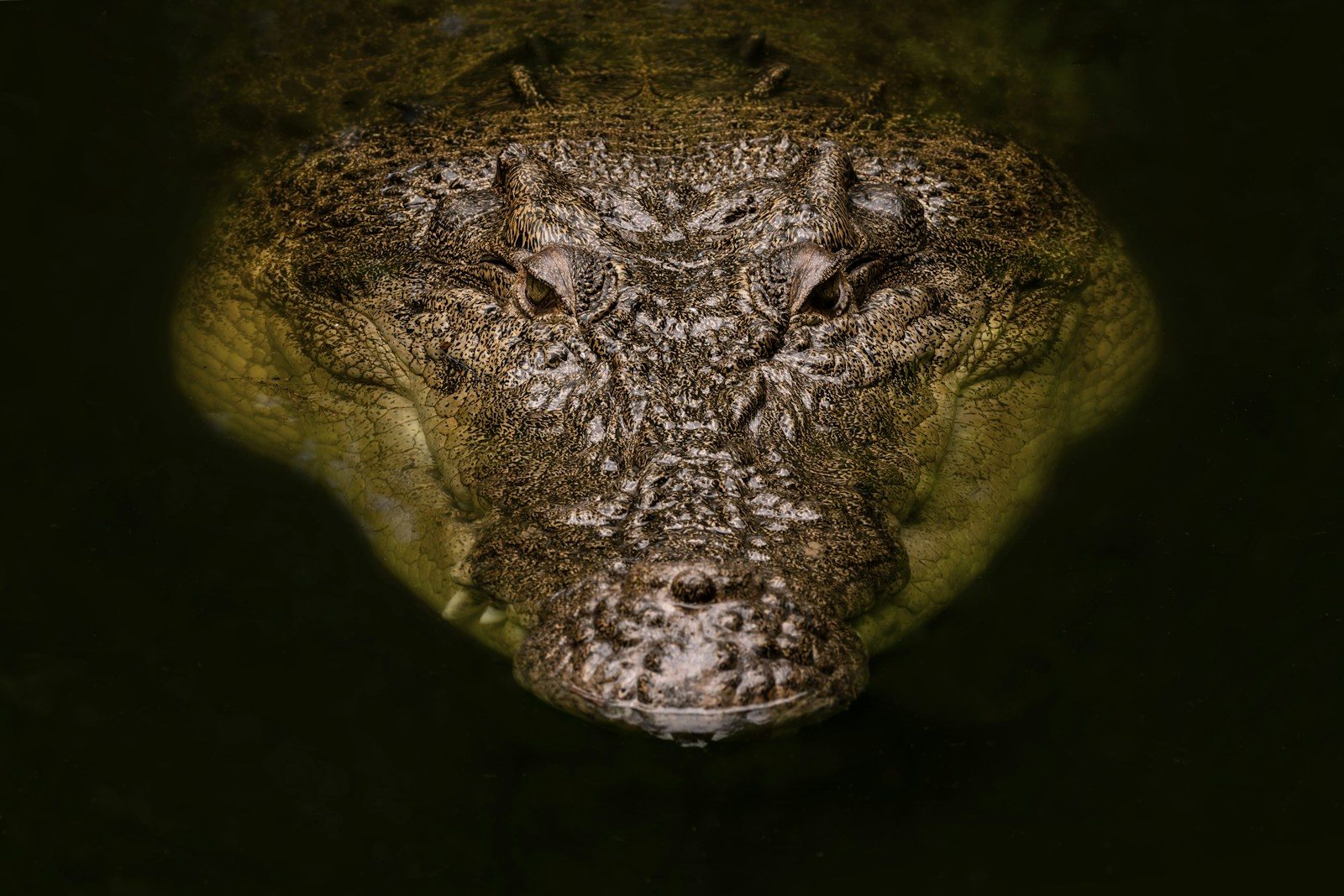 a skull of an animal