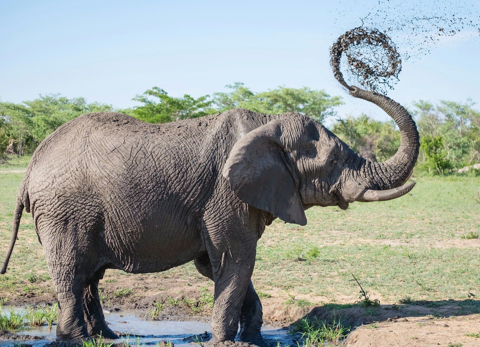 The elephant springs into action after seeing its owner in the water