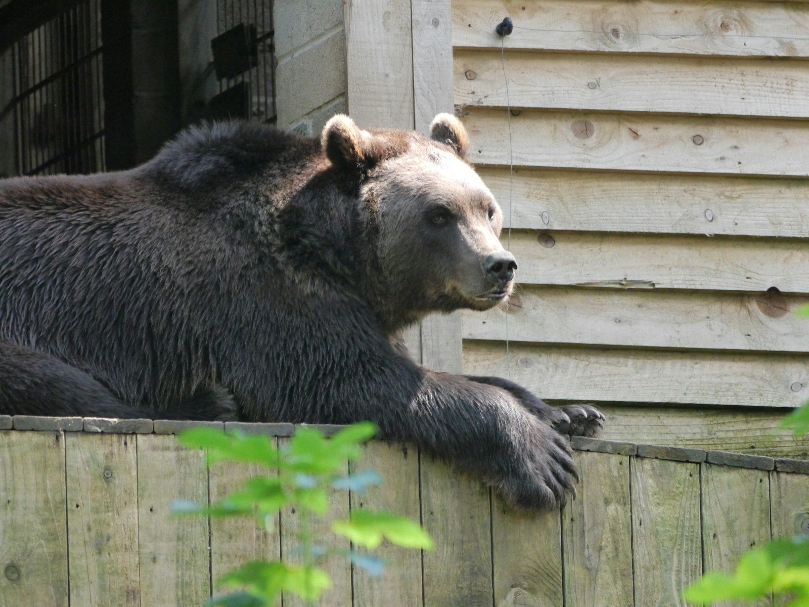 Man survives bear attack on his driveway