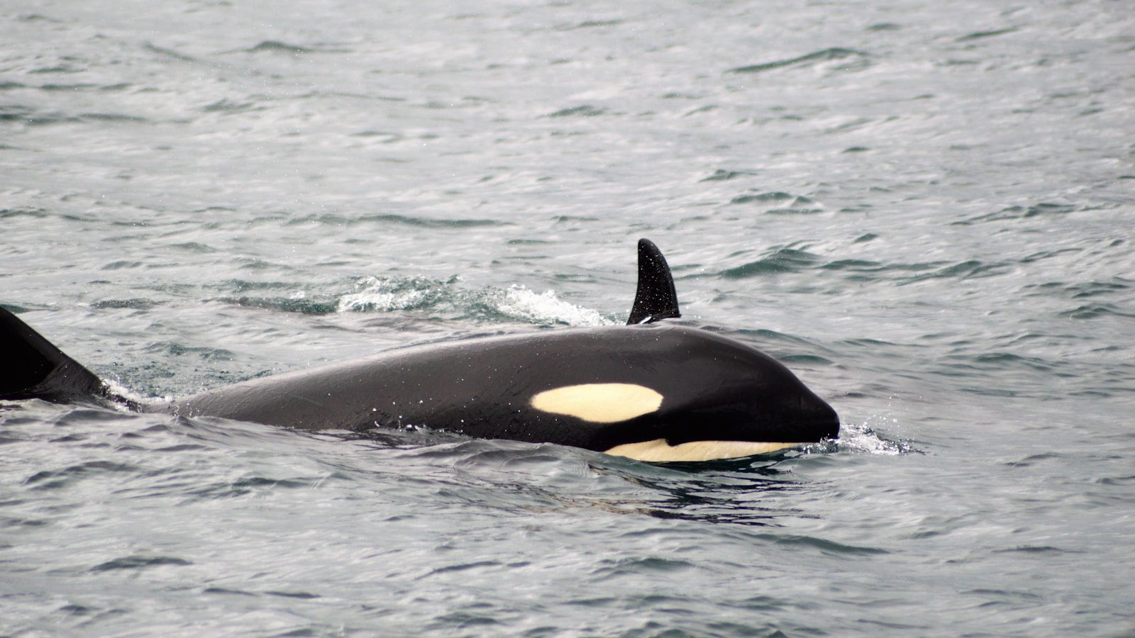 Orcas use wave-making tactics to knock seals into the water
