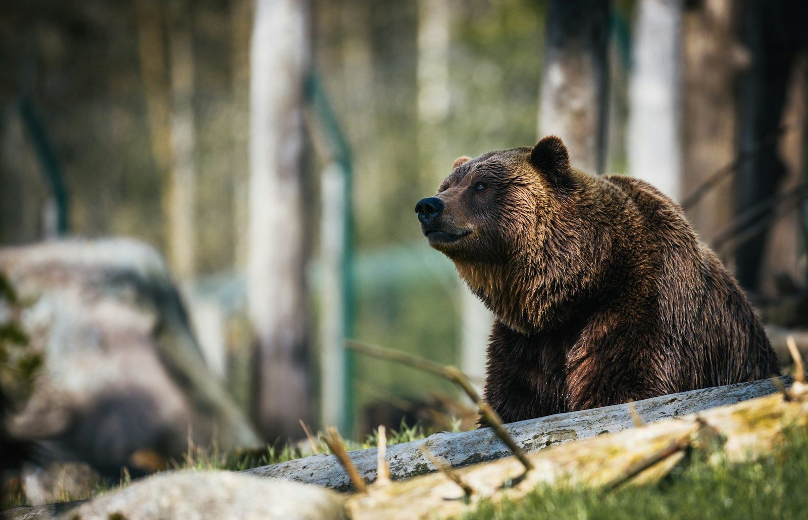 The rare bear attacks that changed wildlife history
