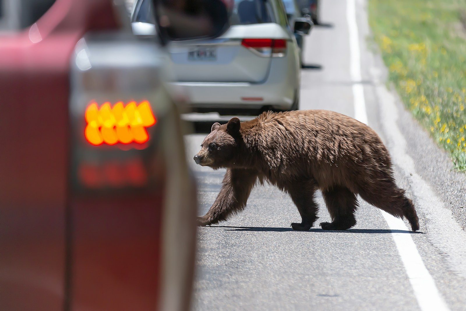 Watch a clever black bear open a car door for a snack