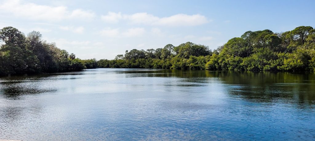 a body of water surrounded by lots of trees