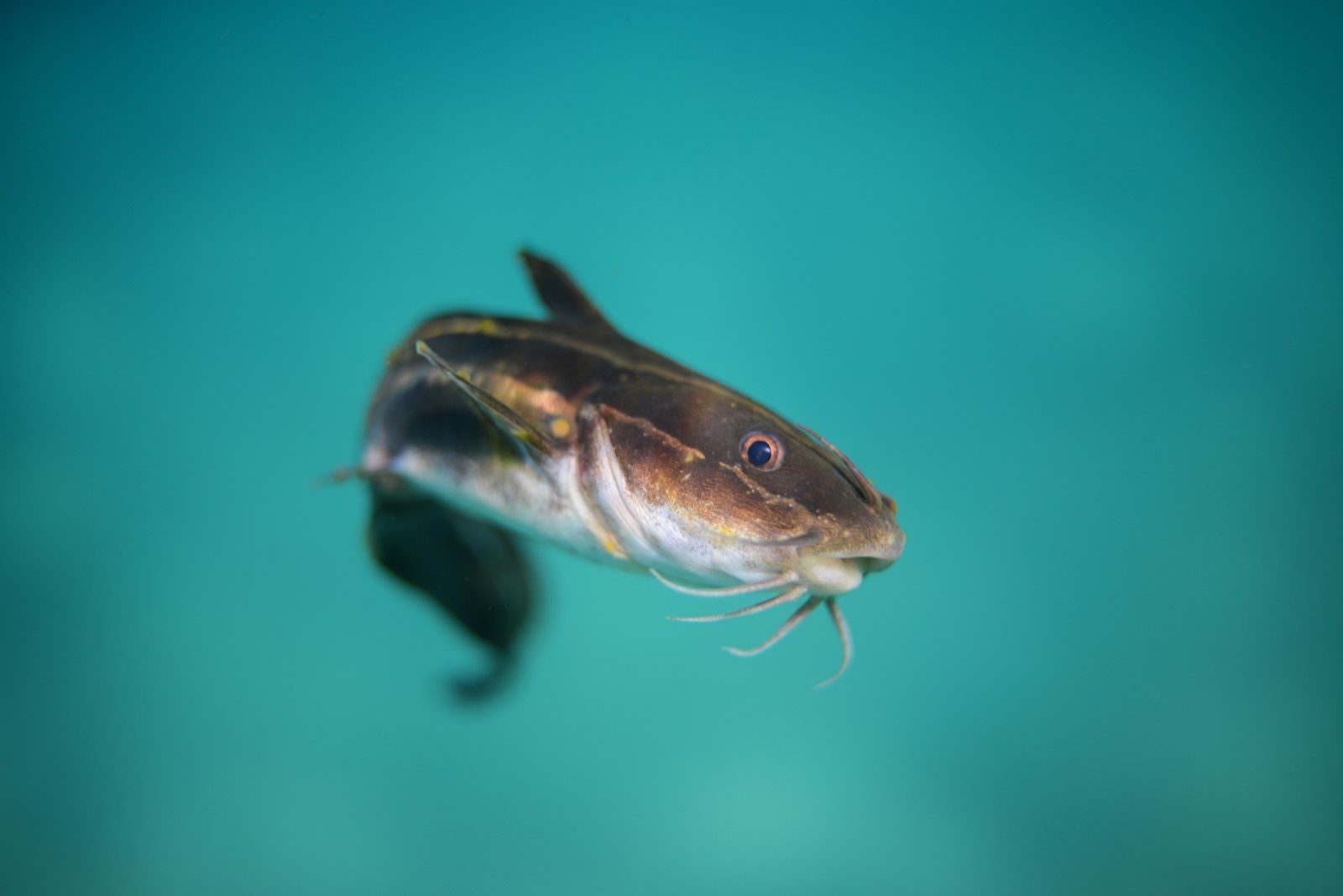 The mystery behind a backyard pond led to a giant predatory catfish