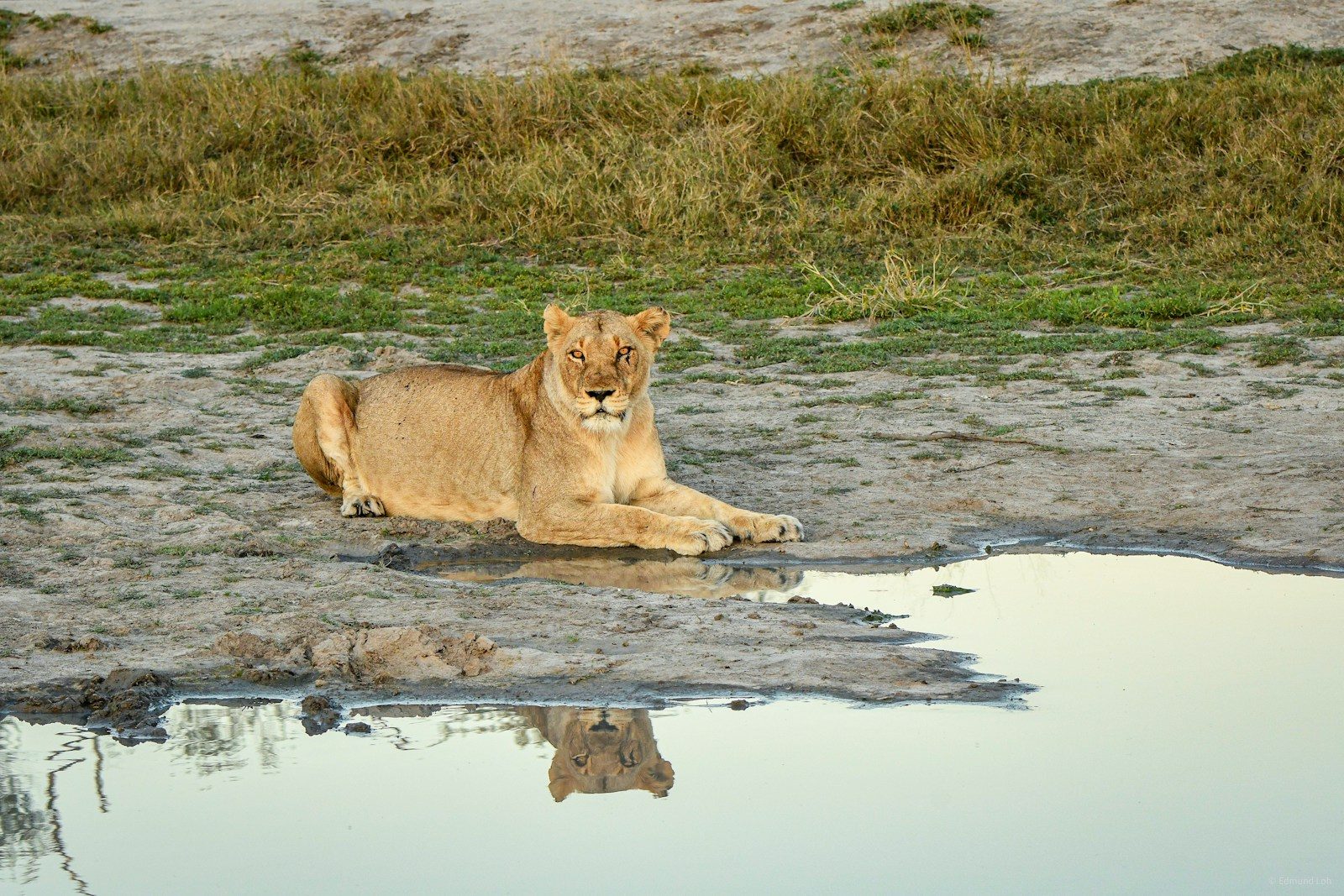 How crocodiles defend their space when lions come close