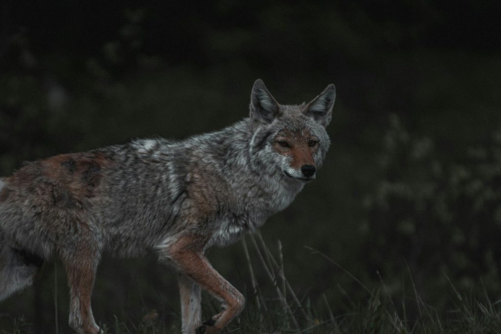 white and brown fox on green grass during daytime