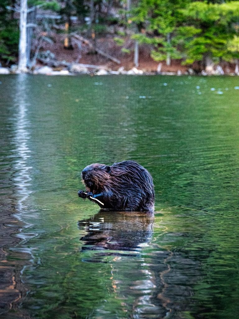 A beaver swimming in a lake with trees in the background