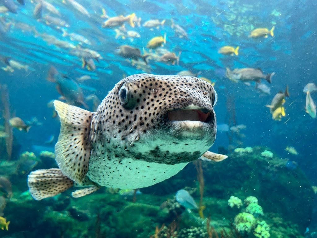 a large group of fish swimming around a coral reef