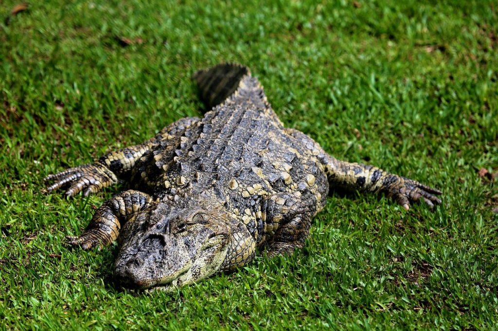 alligator sleeping, alligator sugar, reptile, wild animal, sunbathing