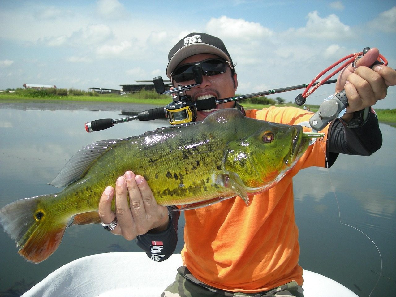 peacock bass, casting, angler, nature, fishing, angling, freshwater, fish, rod, reel, hobby