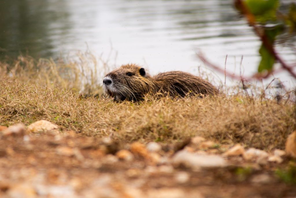 A beaver resting on a riverbank, surrounded by nature, capturing serene wildlife.