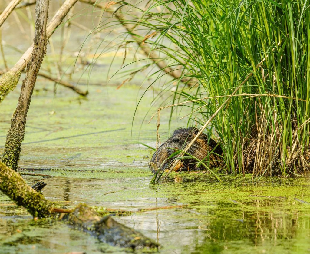 A peaceful beaver nestled among reeds, captured in natural wetlands setting.