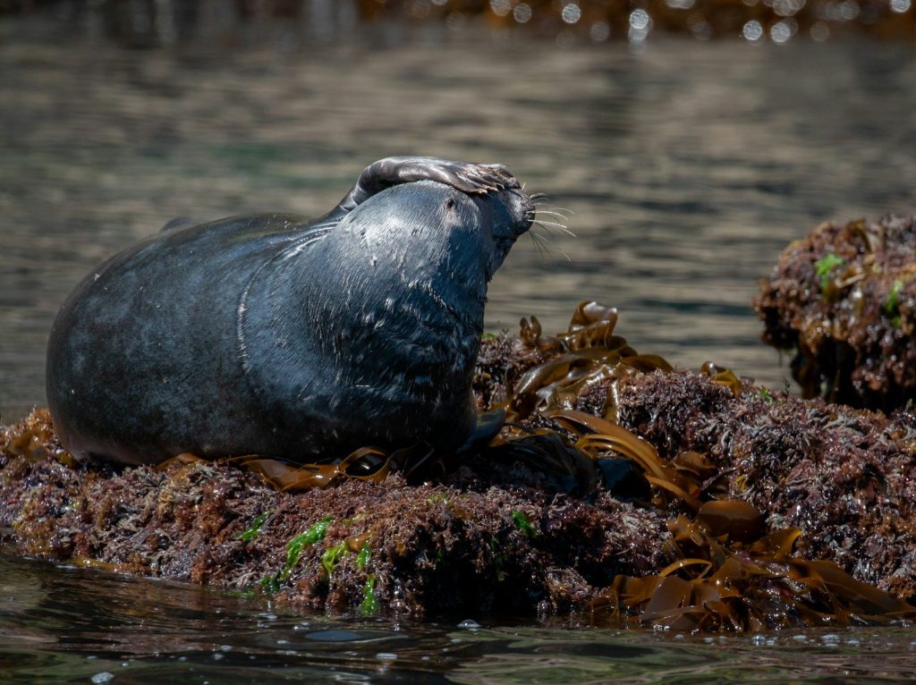 a seal on a rock in the water