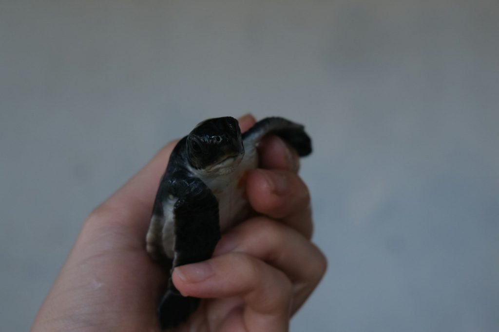 A person holds a small bird gently