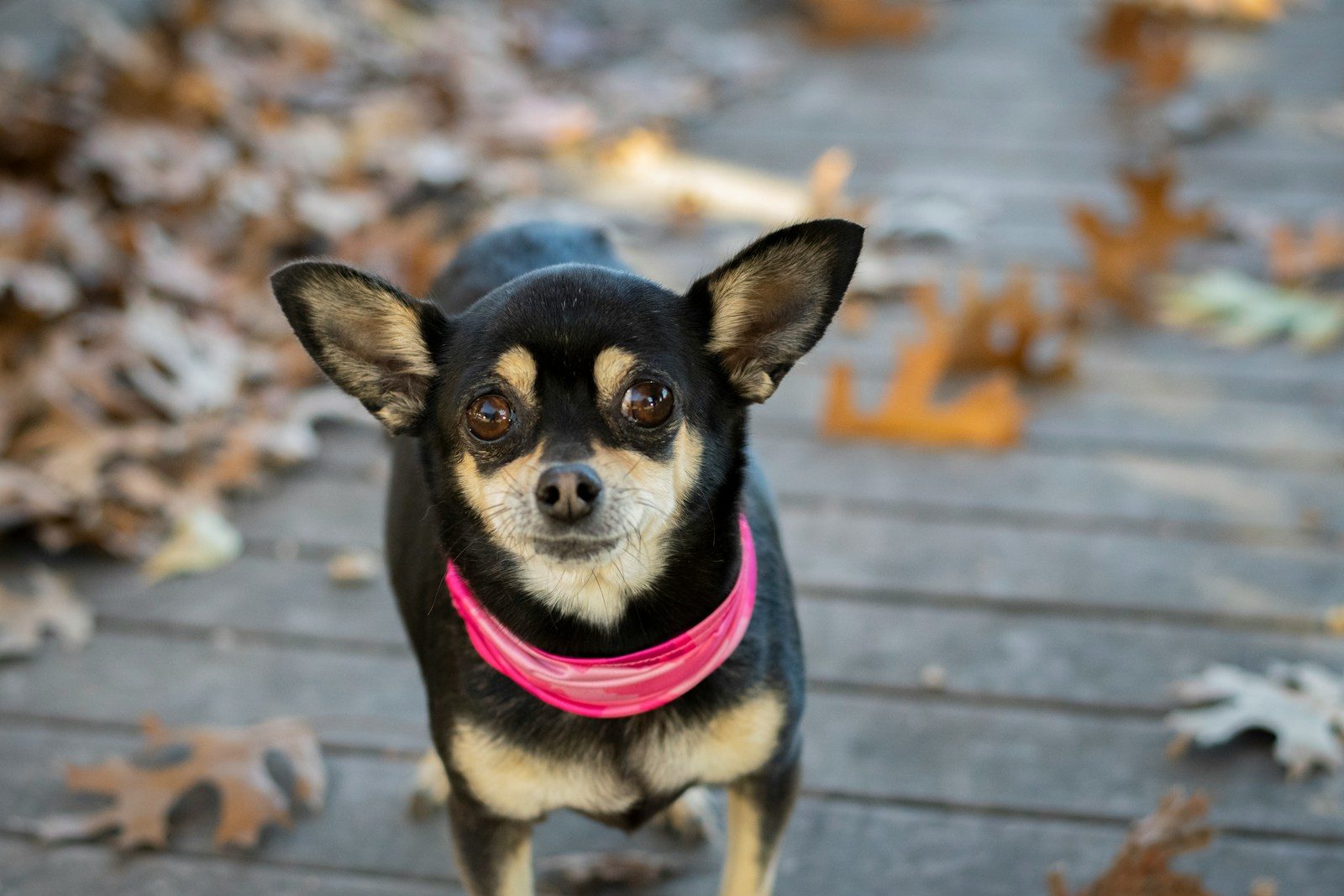 Franklin the Chihuahua protests mom’s vacation