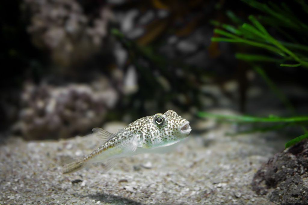 Close-up of a spotted puffer fish swimming in a beautifully arranged aquarium.