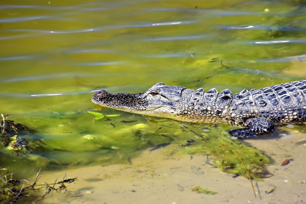 An American alligator swimming in a Sarasota, Florida wetland under the bright sun.