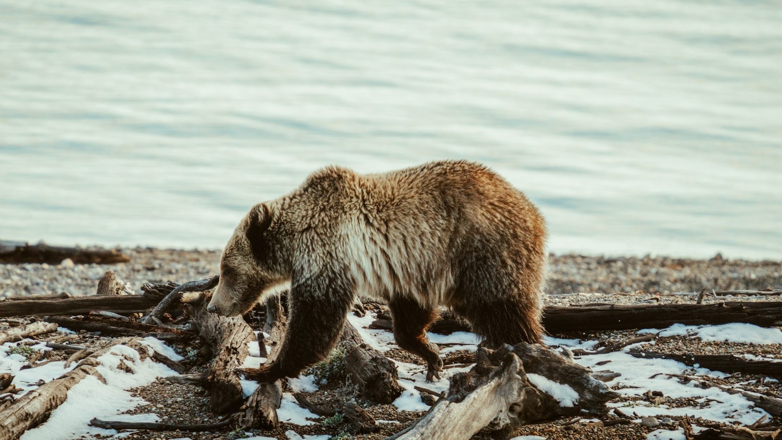 How coastal black bears find food by the ocean