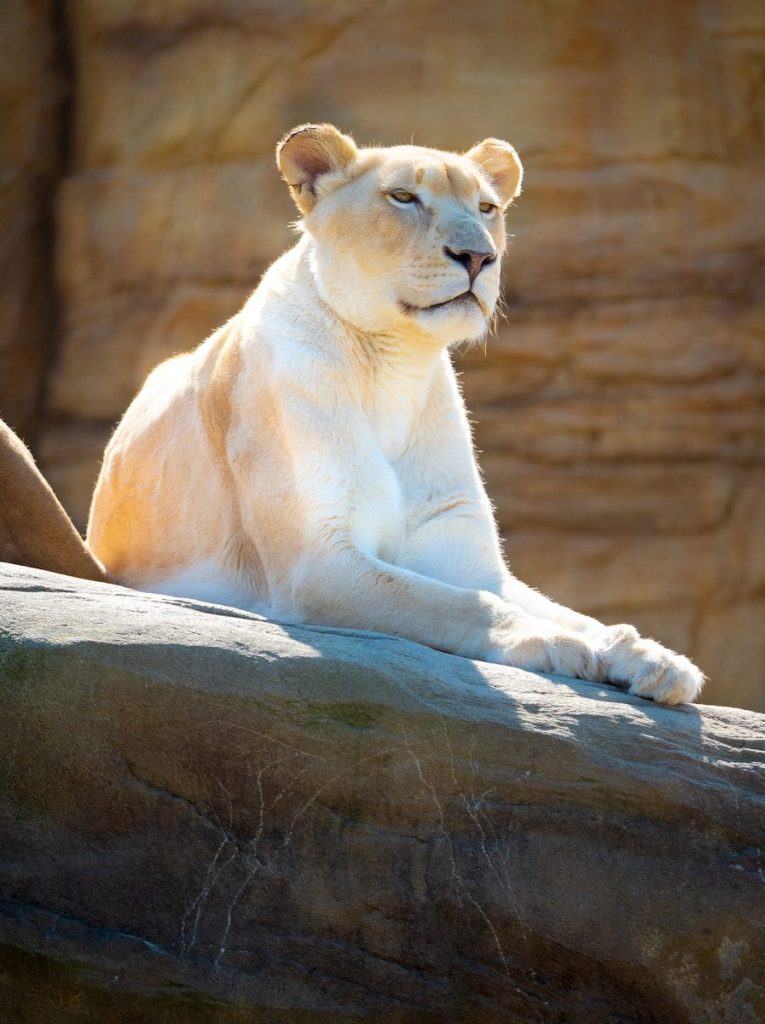 a white tiger sitting on top of a rock