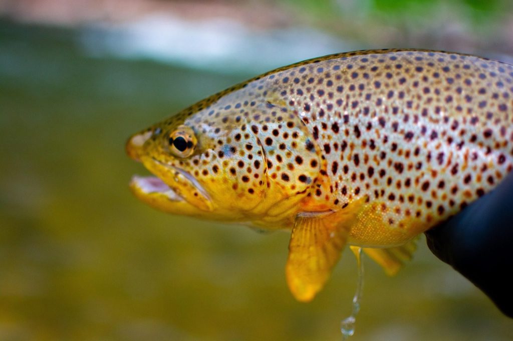 fish, trout, nature, brown trout, fins, scales, fly fishing, fishing