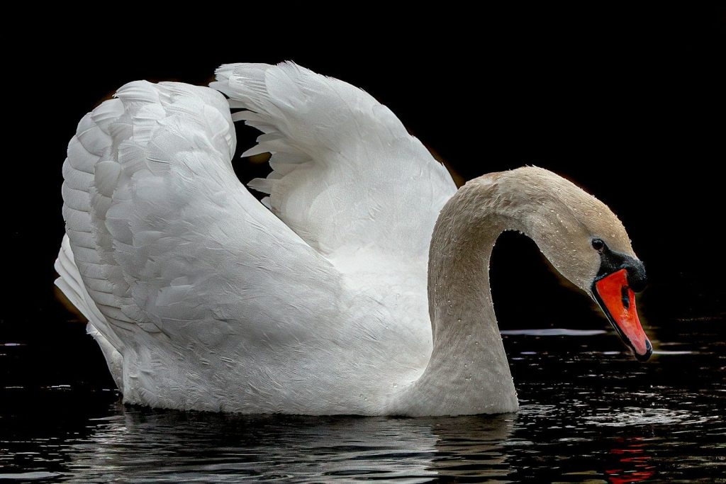 a large white swan swimming on top of a body of water